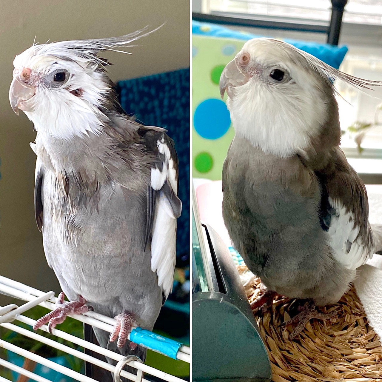 cockatiel bath before and after