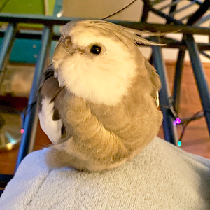 cockatiel sitting