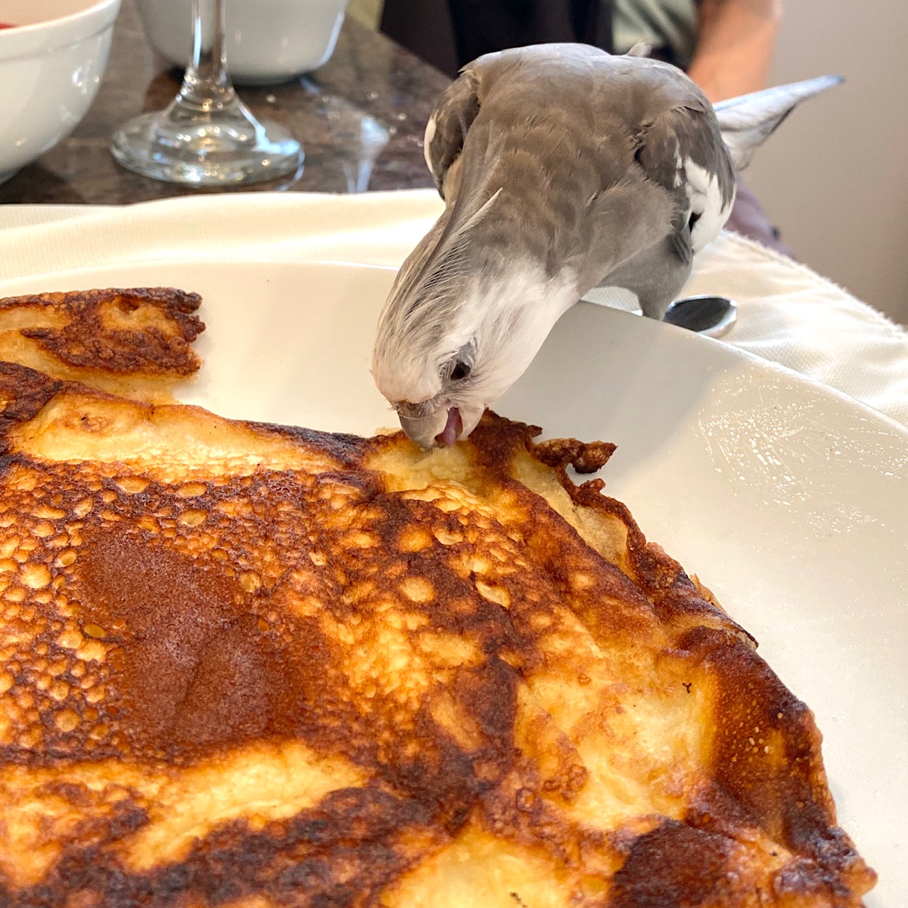 cockatiel eats pancake