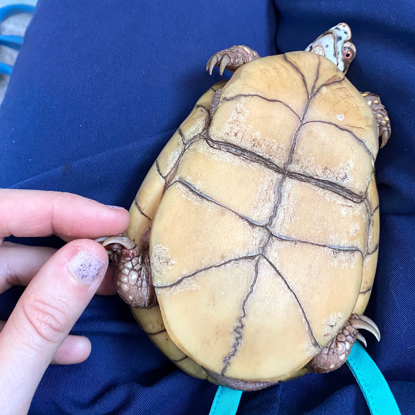 box turtle veterinary care