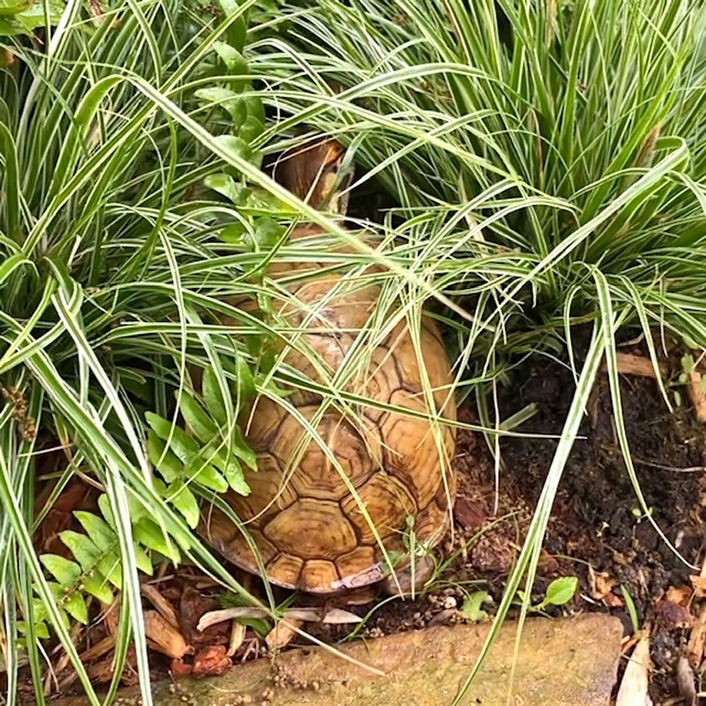 box turtle hides in ferns