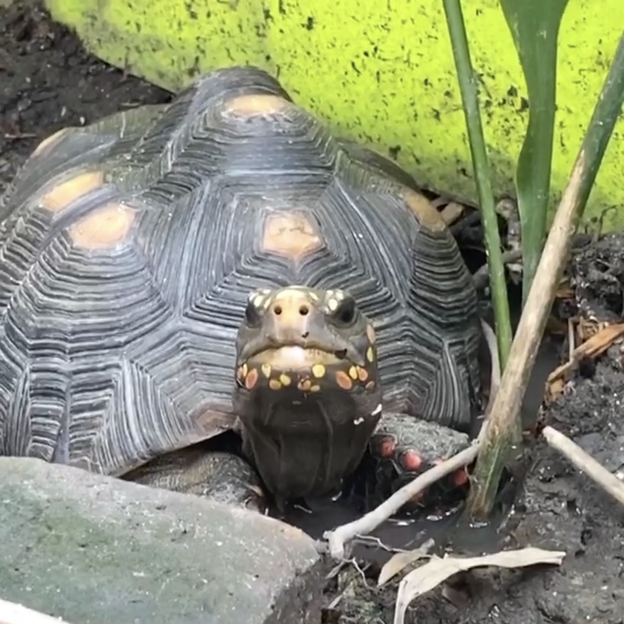smiling redfoot tortoise soaks in mud wallow