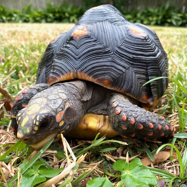 tortoise on the lawn