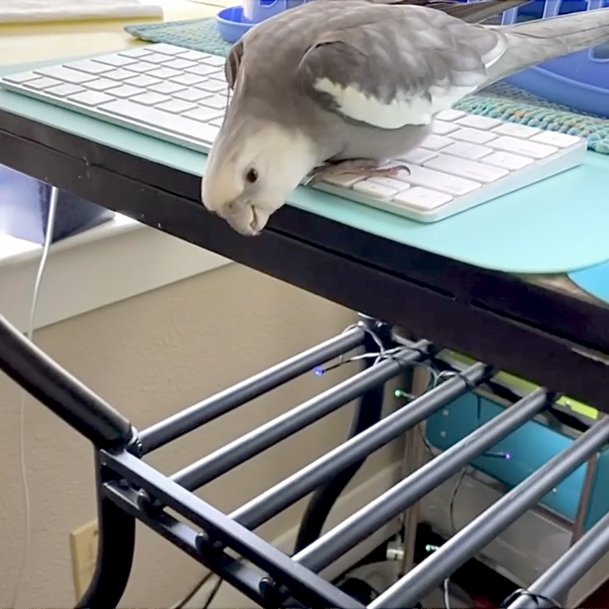 cockatiel stands on MacBook keyboard