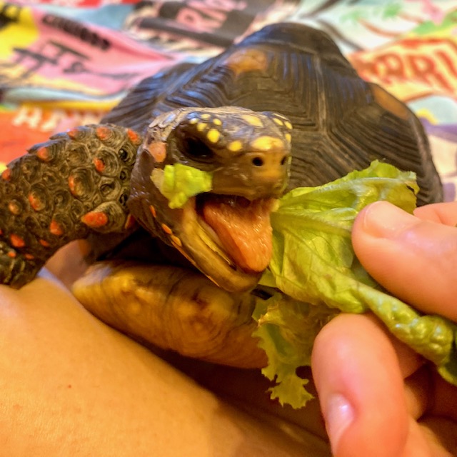 Redfoot tortoise eats lettuce