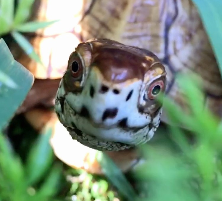 Box turtle selfie