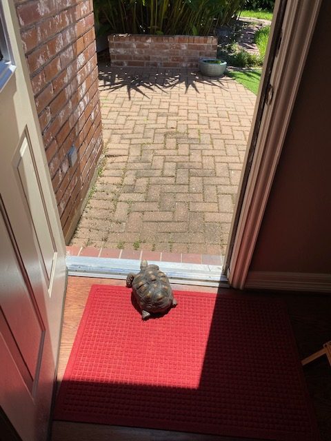 tortoise looks out door