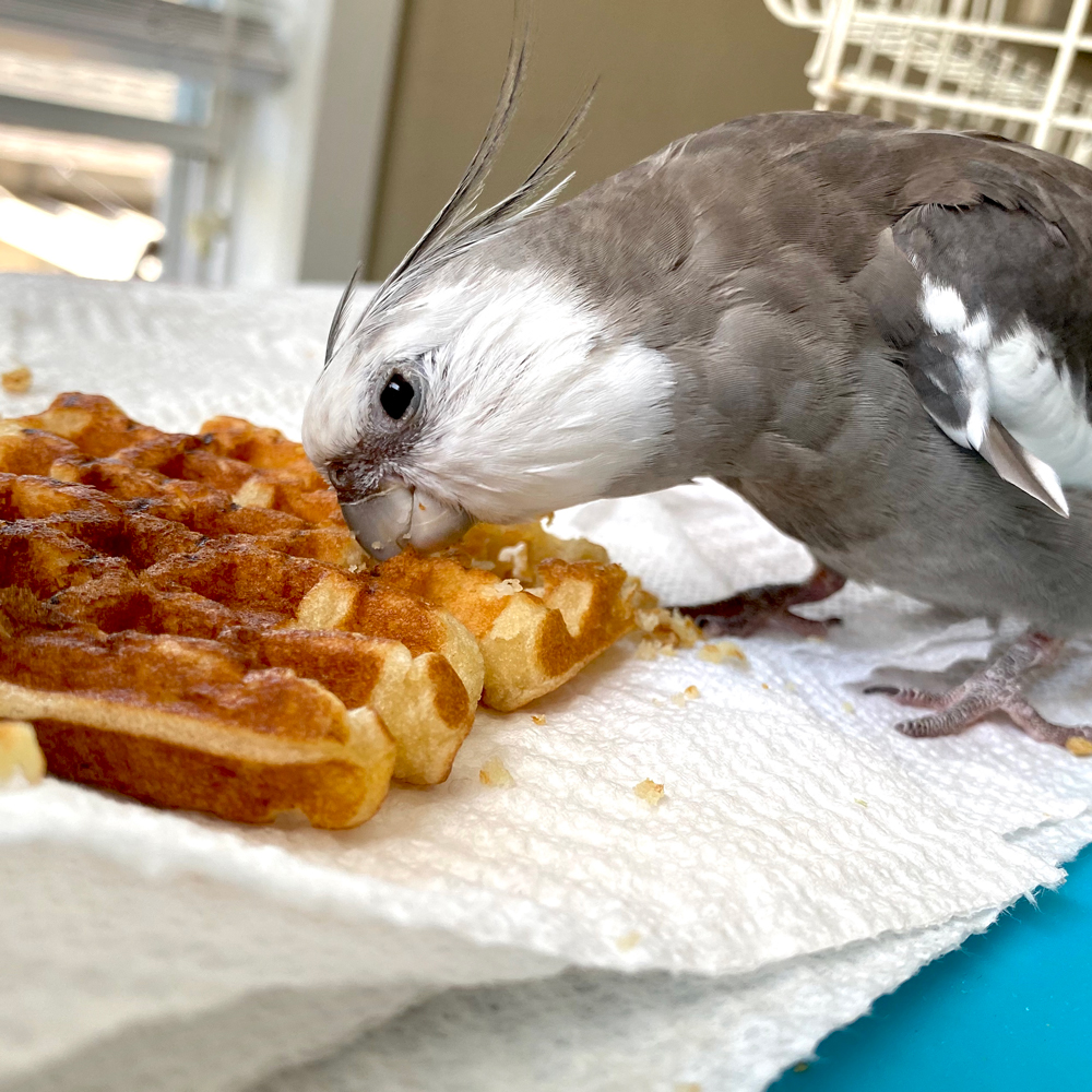 cockatiel eating waffle