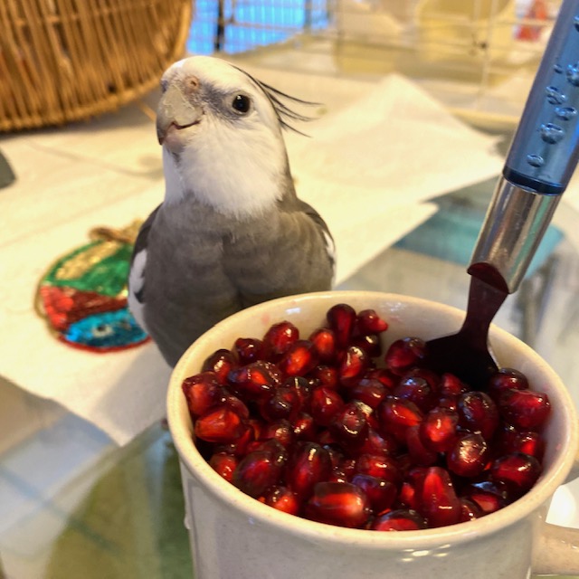 parrot with pomegranates