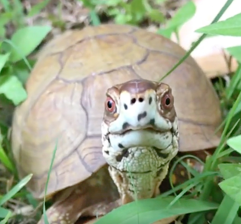 adult male box turtle