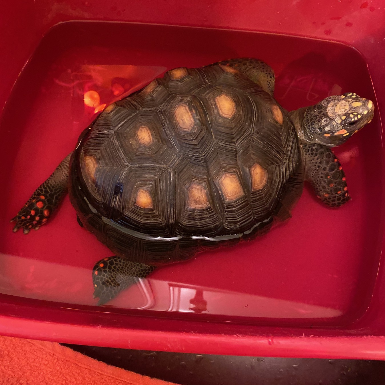 redfoot tortoise relaxing in bath