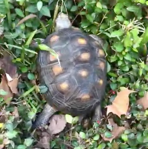 redfoot tortoise climbs