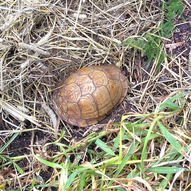 brumating box turtle