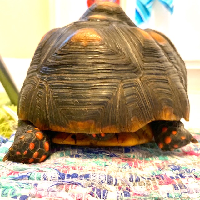 Tortoise with red dotted feet