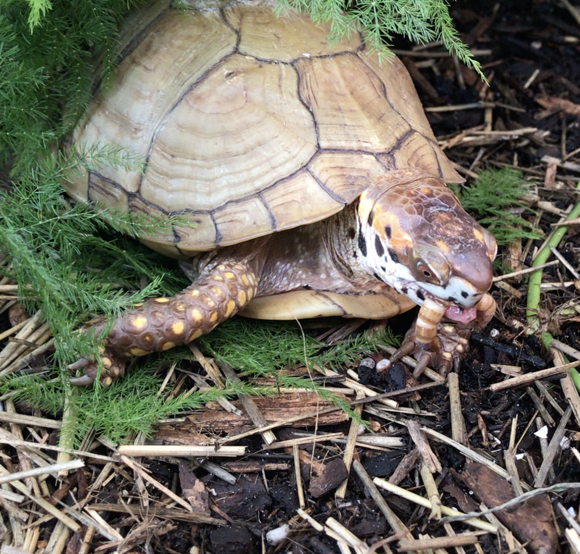 Box turtle eats mealworm