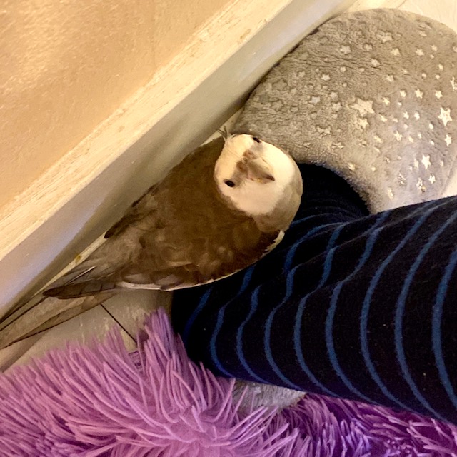 cockatiel sits on mom's foot