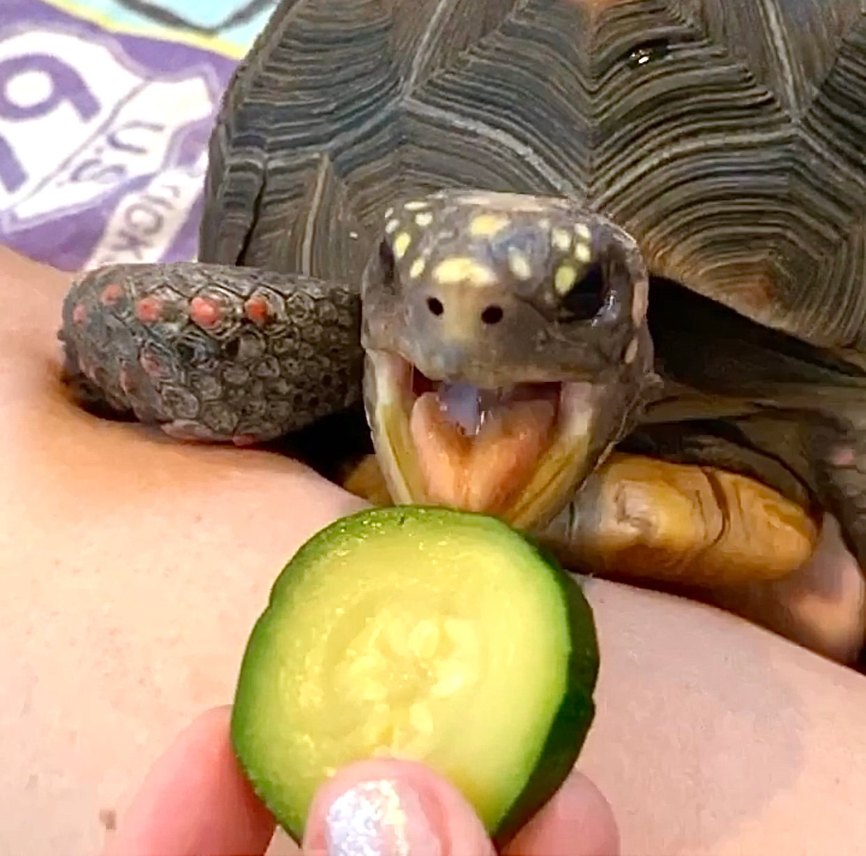 tortoise eats zucchini