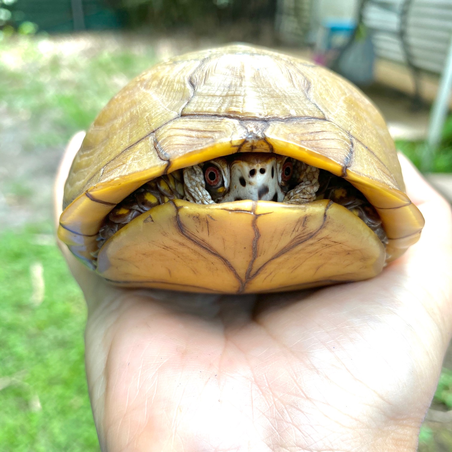 box turtle almost closed up