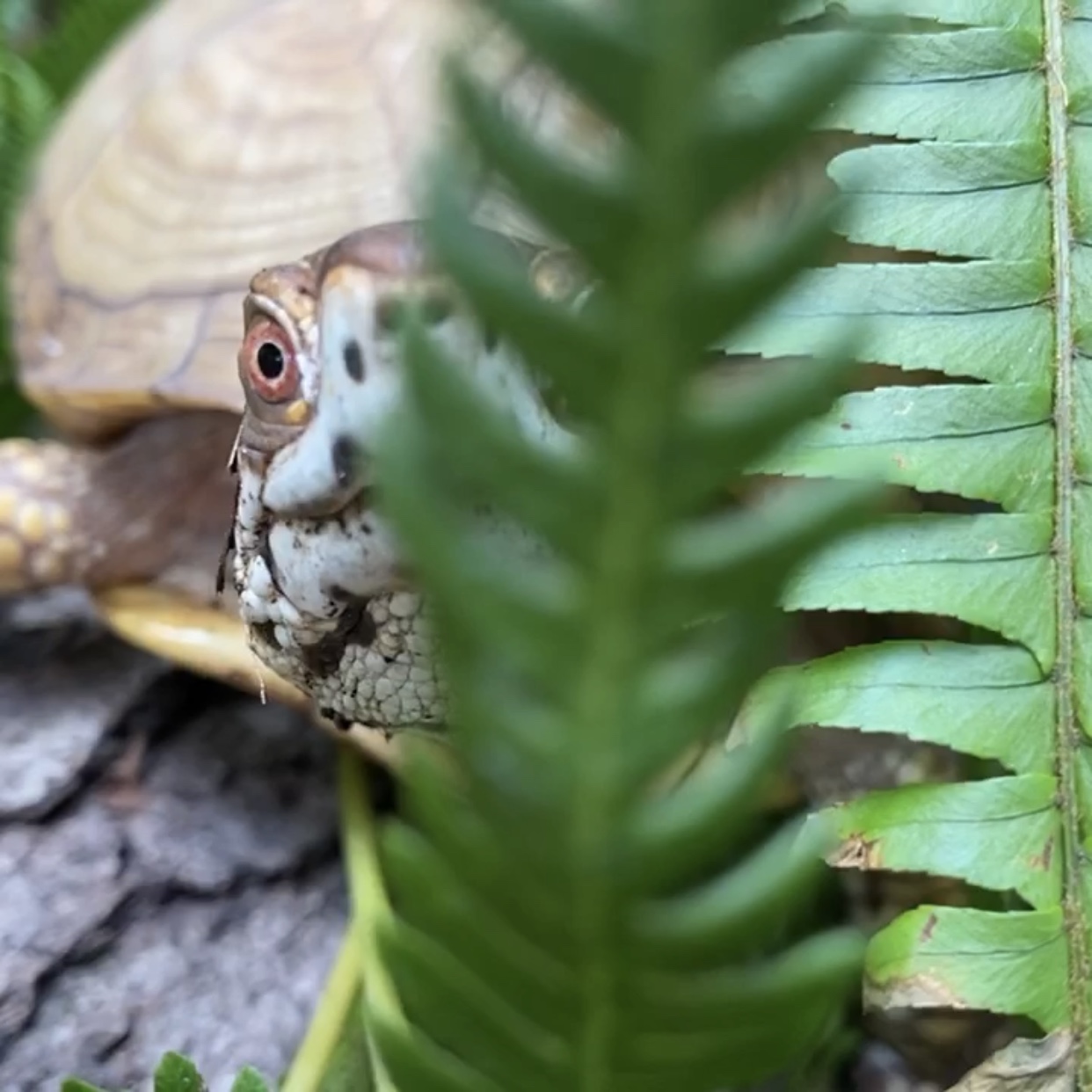 box turtle hides behind fern