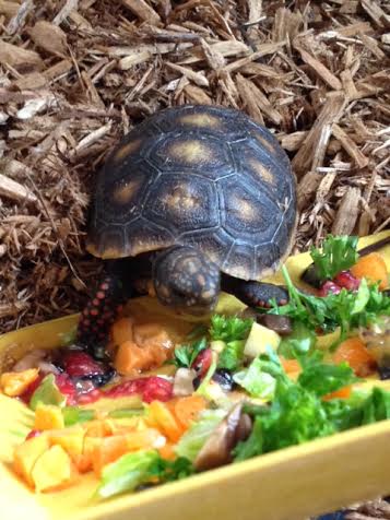 redfoot tortoise hatchling menu