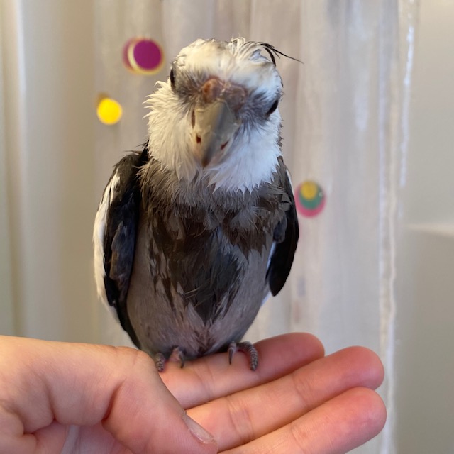 wet cockatiel