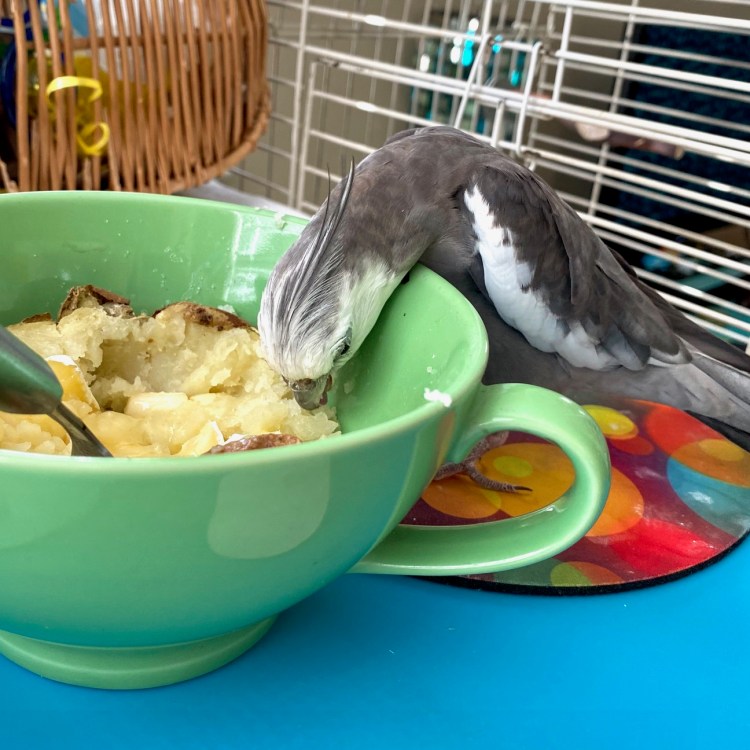 cockatiel eats out of bowl