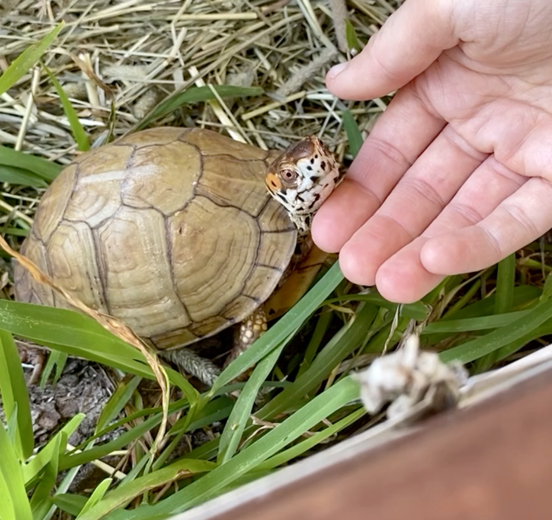 Box turtle socialization