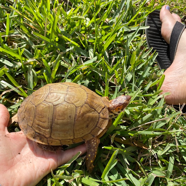 box turtle on grass