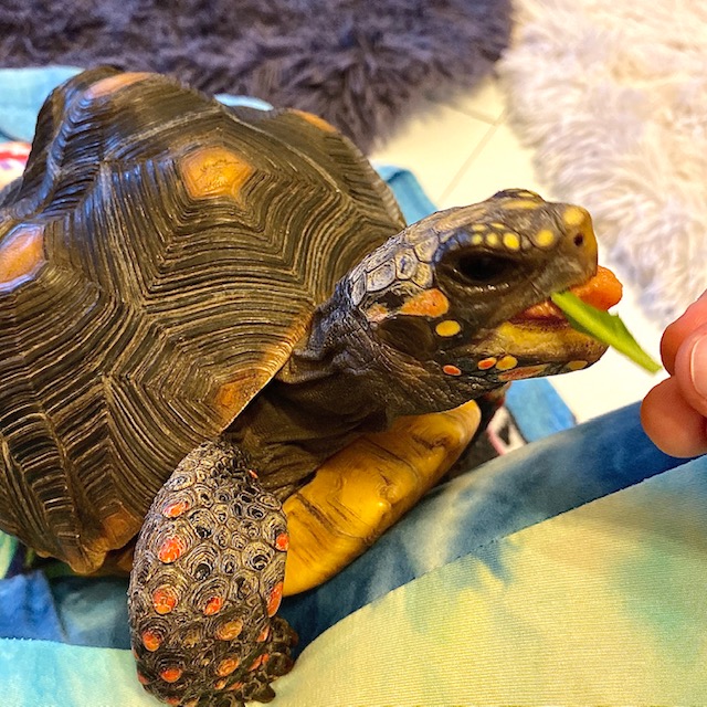 Tortoise sticks tongue out
