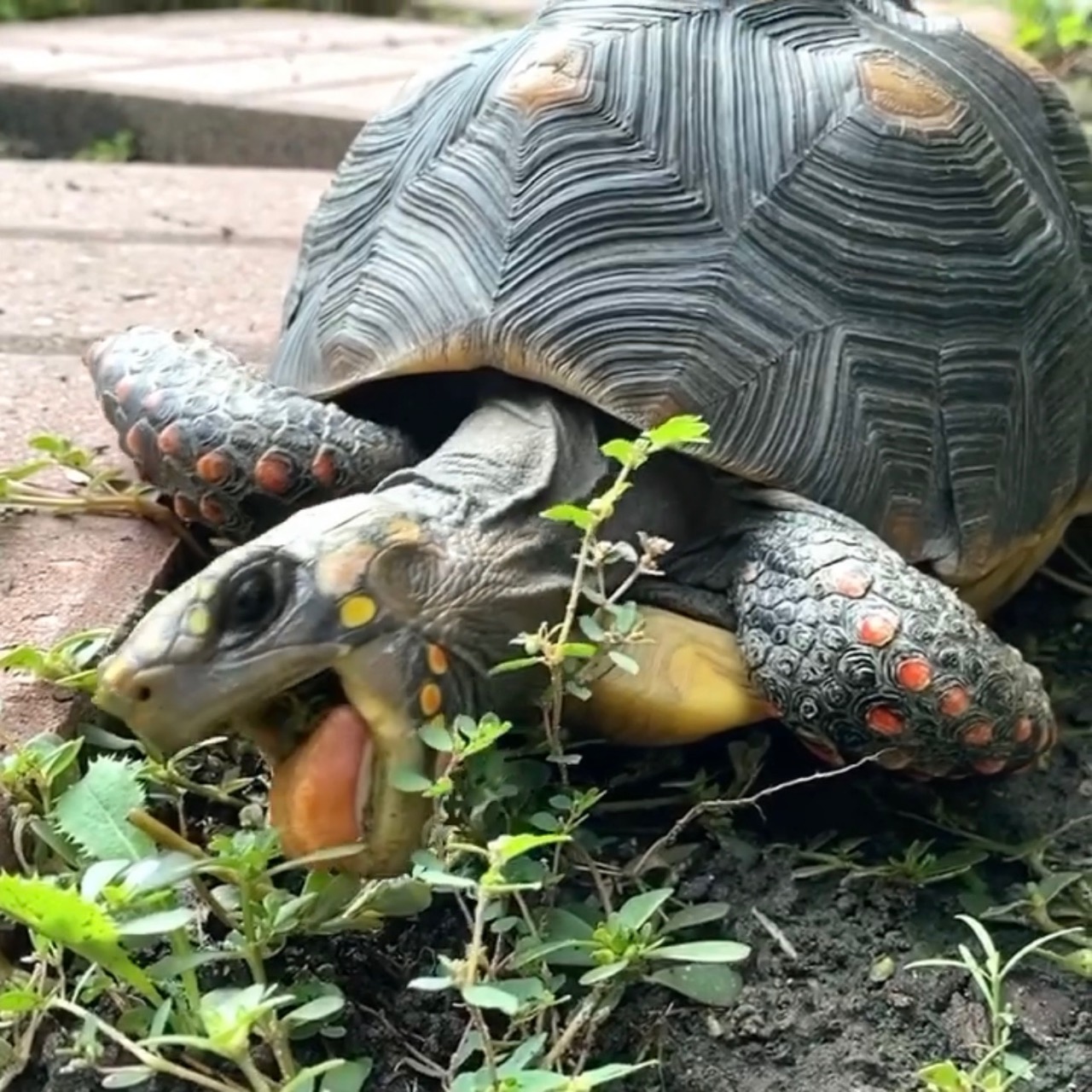 redfoot tortoise eats weeds