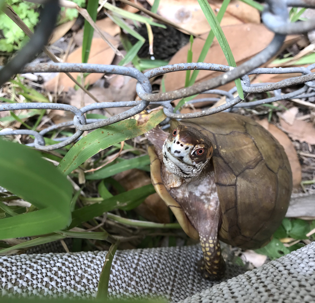 box turtle climbs up fence