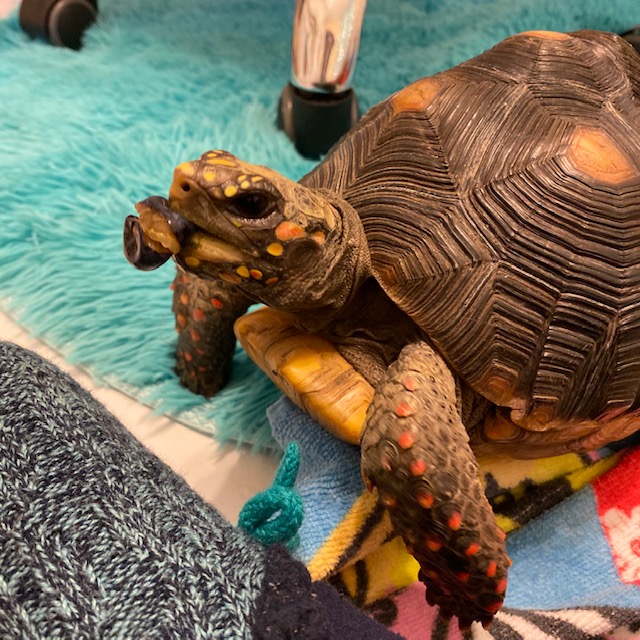 redfoot tortoise eats blueberry