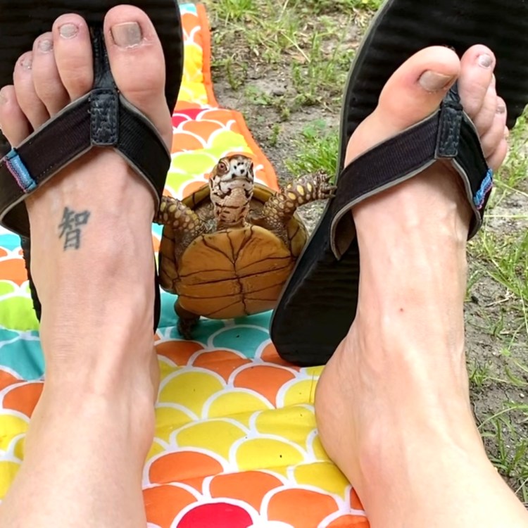 box turtle with flip flops