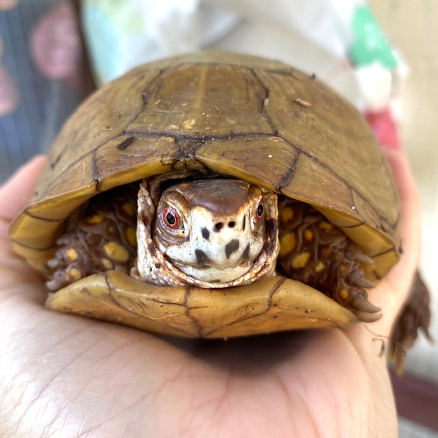 box turtle coming out of hibernation