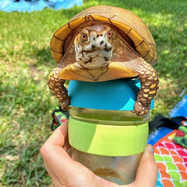 box turtle on KeepCup