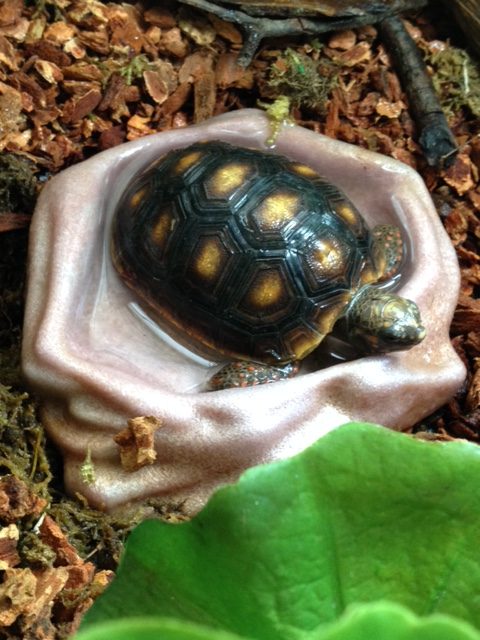 redfoot tortoise hatchling
