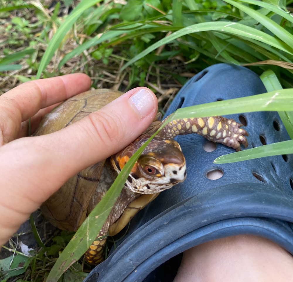 Box turtle and Croc