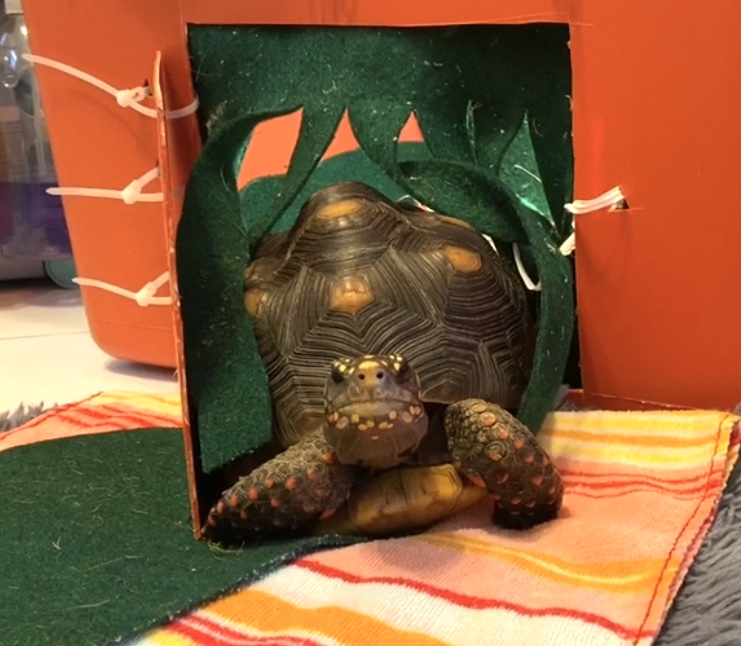 redfoot tortoise walks out tortoise door
