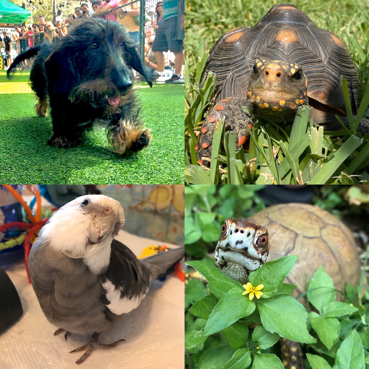 cockatiel, redfoot tortoise, box turtle, dachshund