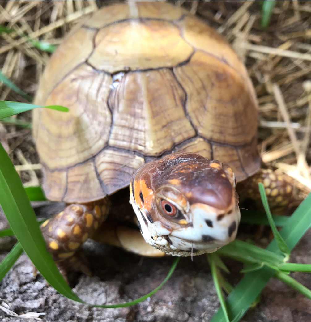 Box Turtle Up Close