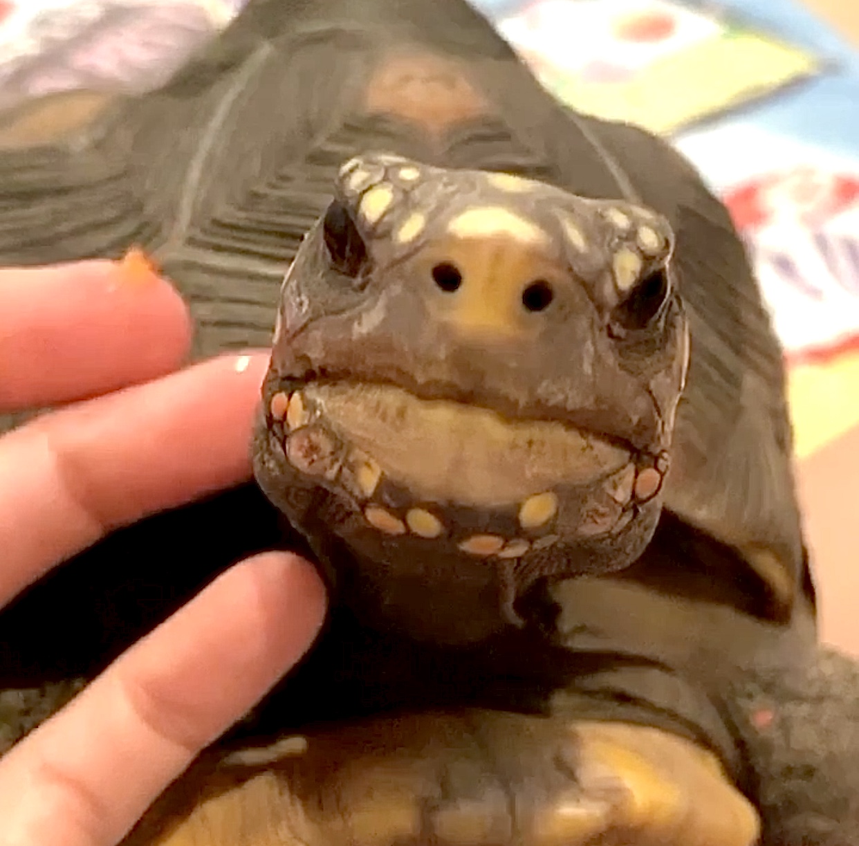 brave tortoise face