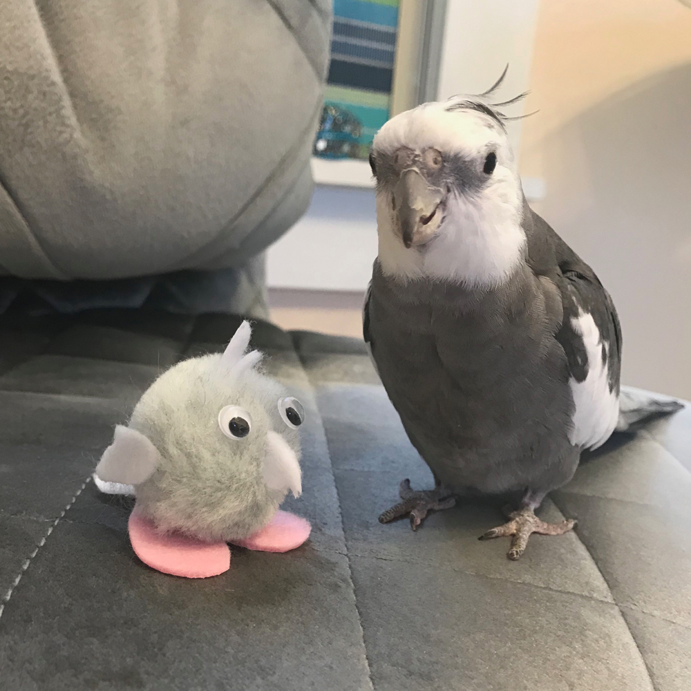 Cockatiel Mini Pearl