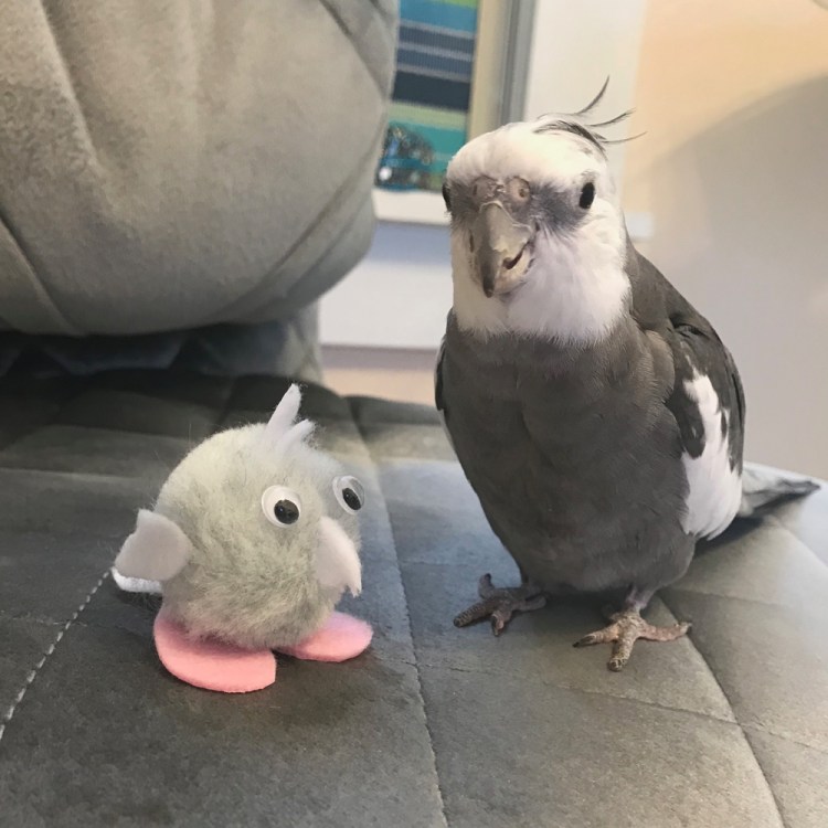 Cockatiel Mini Pearl