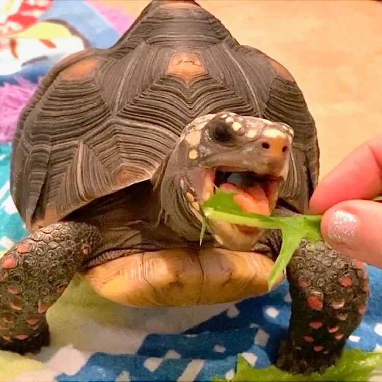 tortoise eats dandelion greens