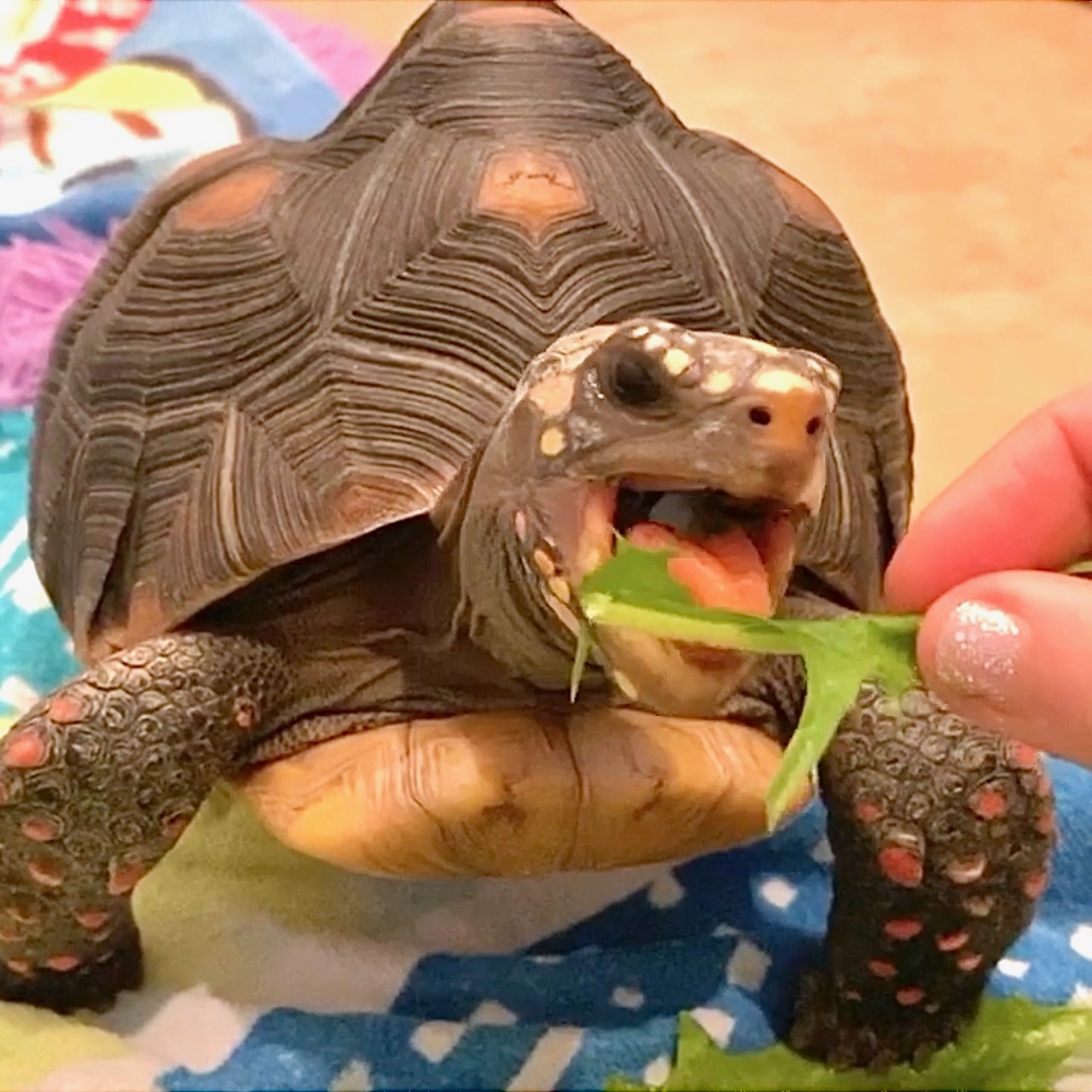tortoise eats dandelion greens