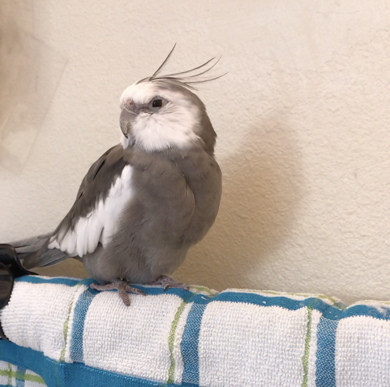 Cockatiel Perch Left