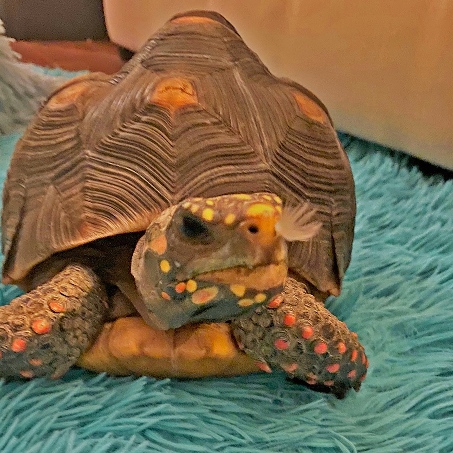 redfoot tortoise with feather in her nose