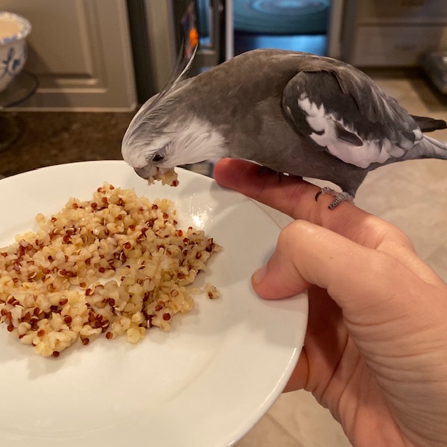 Cockatiel eats rice