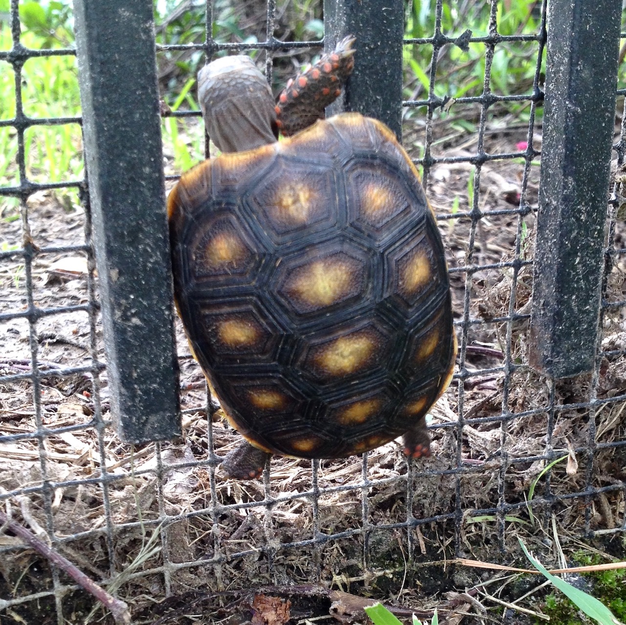 redfoot tortoise hatchling climbs fence