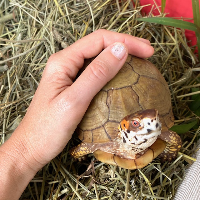 rescued box turtle